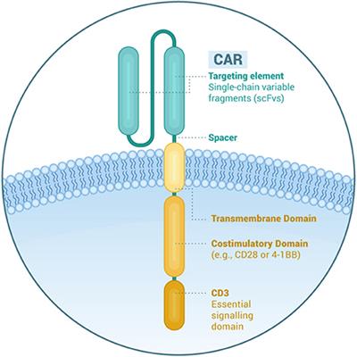 CAR T-Cells in Multiple Myeloma: State of the Art and Future Directions